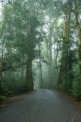 Obraz premium Lamington National Park Road
