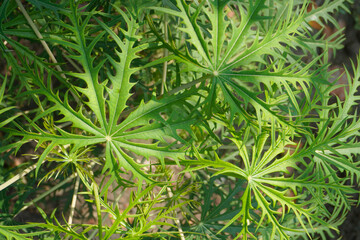 Fresh green leaf spine background. papaya leaves, galangal. natural background concept