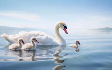 Foto op Aluminium realistic photo Family of mute swans (Cygnus olor) with cygnets swimming together in the lake. generative ai © KBL Sungkid