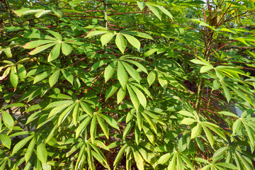 Obraz premium Cassava leaves spread out. Cassava trees growing abundantly in the garden 