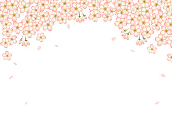 山桜 桜　背景 フレーム　水彩 イラスト