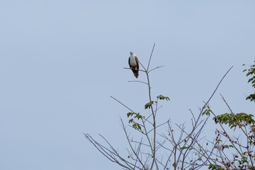 Brahminy kite on the tree, Haliastur indus