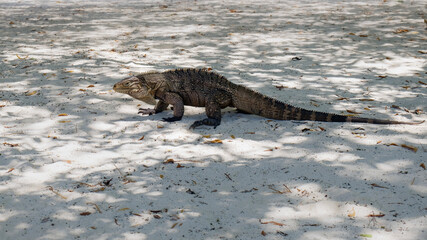 The Cuban rock iguana walking on the sand, Cuba, Cayo Blanco island, Cyclura nubila