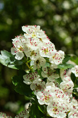 White flowers with pink on a tree with green leaves near Rheingrafenstein castle on a spring day in Rhineland Palatinate, Germany.