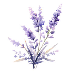 beautiful watercolour of Lavender isolated background