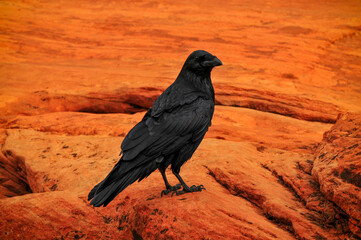 Obraz premium A common raven (Corvus corax) in the sandstone landscape of the Canyon Overlook trail through Pine Creek Canyon, Zion National Park, Utah, Southwest USA.