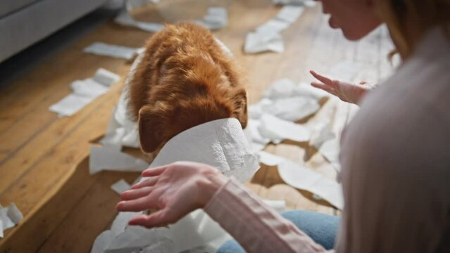 Naughty pet feeling guilty making mess in living room closeup. Girl scolding dog