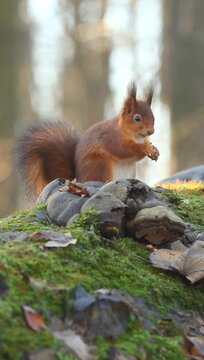 Vertical footage of a red squirrel stands on a mossy tree branch eating food with blur background