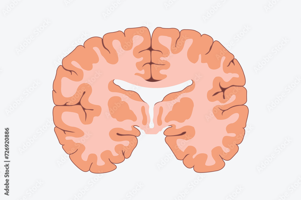 Wall mural vertical cross sections through cerebrum. cross section of human brain. front side cross section. ep