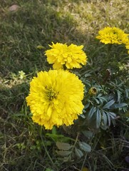 yellow dandelions in the grass