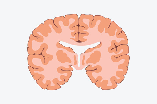 vertical cross sections through cerebrum. cross section of human brain. front side cross section. eps 10