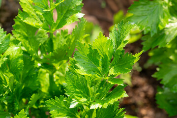 Fototapeta na wymiar Leaves of celery in the vegetable garden
