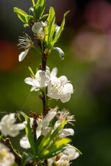 Close up of Write Plum flower blooming in spring. selective focus