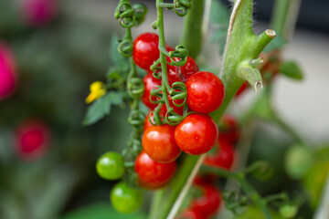 Fresh organic cherry tomatoes on tree in the garden