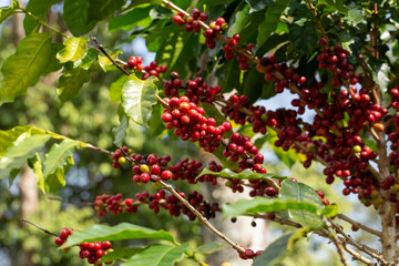 Cherry coffee beans on the branch of coffee plant