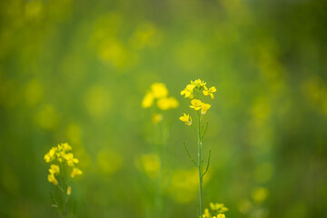 Small yellow flowers on a green background selective focus
