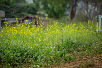 Small yellow flowers on a green background selective focus