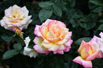 バラ「ピース」　Rose  