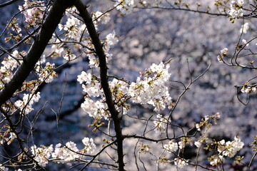 太陽に輝く目黒川の桜