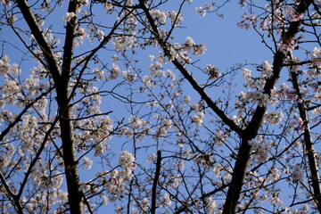 青空と桜