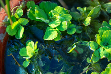Pontederia crassipes reproduces very quickly so Pontederia crassipes is easy to make ponds and...