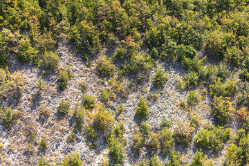 Trees on the mountainside as a background