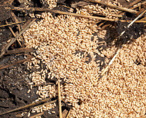 Close up of red ant eggs. Macro