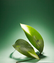 A fresh green big leaf against dark green background. An empty space for display cosmetic products,...