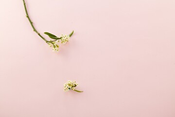 a beautiful spring flowers against a light pink paper background. top view. An empty space for display cosmetic products, food and props. - obrazy, fototapety, plakaty
