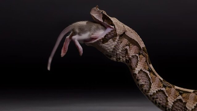 Gaboon viper eating a rodent nature documentary