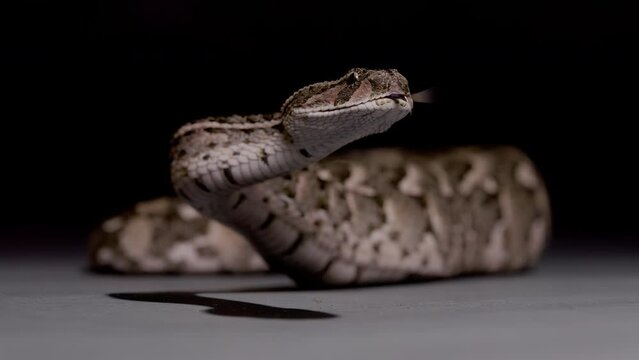 Puff adder dangerous snake on black background nature documentary