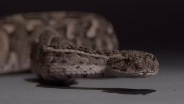 Puff adder extreme close up slow motion tongue nature documentary