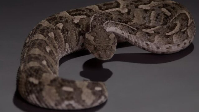 Puff Adder coiled up slow motion snake nature documentary