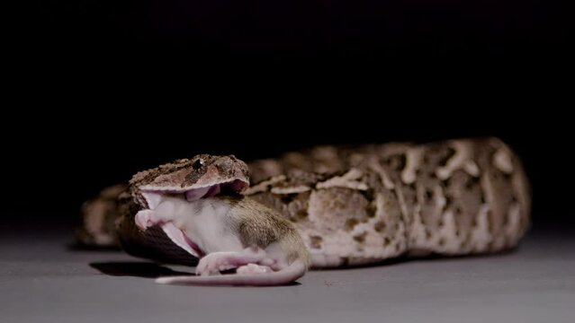 Puff Adder turning head and eating a mouse nature documentary