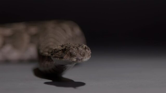 Dangerous puff adder snake slow motion nature documentary