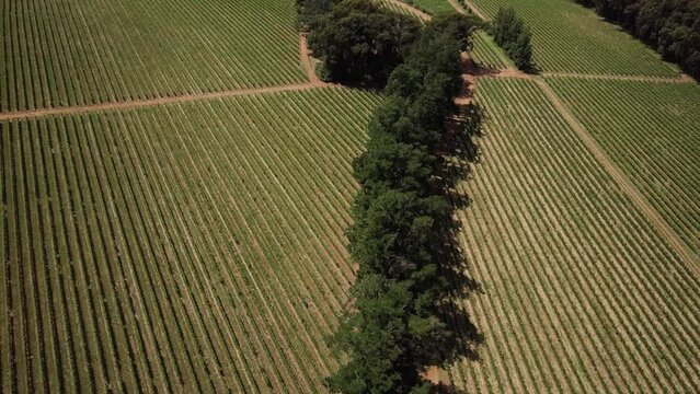 Constantia, Cape Town, South Africa - A Sweeping Vista of Vineyards in the Agricultural Fields of a Winery - Aerial Drone Shot