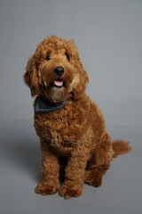 F1 Mini Goldendoodle brown color male 1 year old