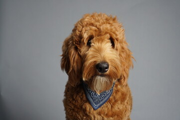 F1 Mini Goldendoodle brown color male 1 year old