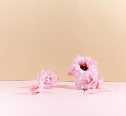 A beautiful flower against light pink and beige background. An empty space for display cosmetic...