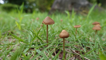 秋のキノコ