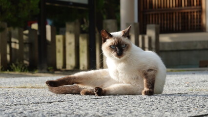 野良猫
