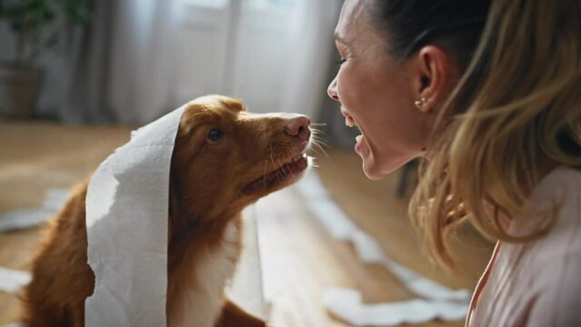 Playful doggy having fun with cheerful woman after making mess in home close up.