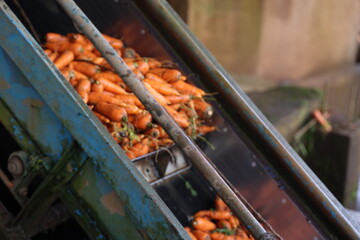 carrots washed and processed through machines. Organic food production.. preparing packaging carrots and vegetables in a carrot factory.