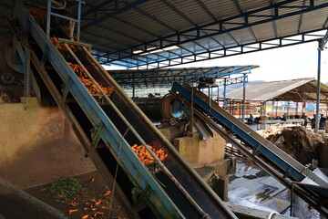 carrots washed and processed through machines. Organic food production.. preparing packaging carrots and vegetables in a carrot factory.