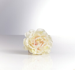 beautiful spring flowers placed on the white bottom. Gorgeous flowers. Isolated in white.