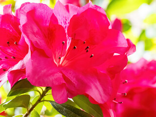 Rhododendron flowers blossoms in spring