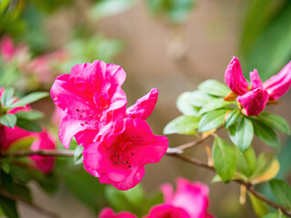 Rhododendron flowers blossoms in spring