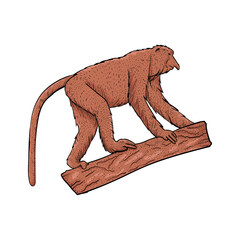 Obraz premium vector vintage illustration of Proboscis Monkey