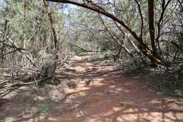 path between the forest trees 
