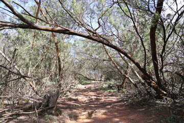 path between the forest trees 